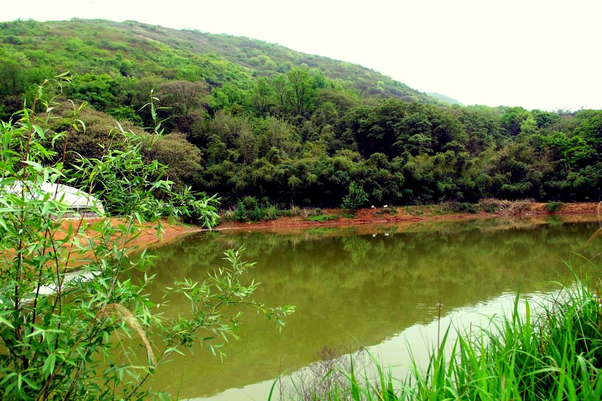 蛋纯臻自营山林养殖基地全景